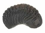 Fat Boeckops Trilobite Fossil - Rock Removed #55854-1